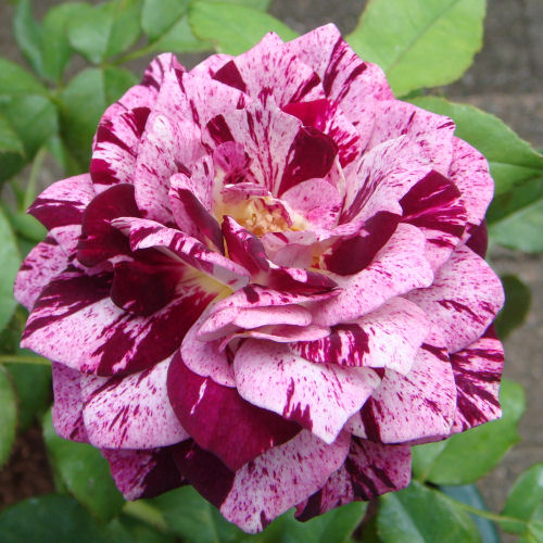 パープル・タイガー・絞り模様のバラ